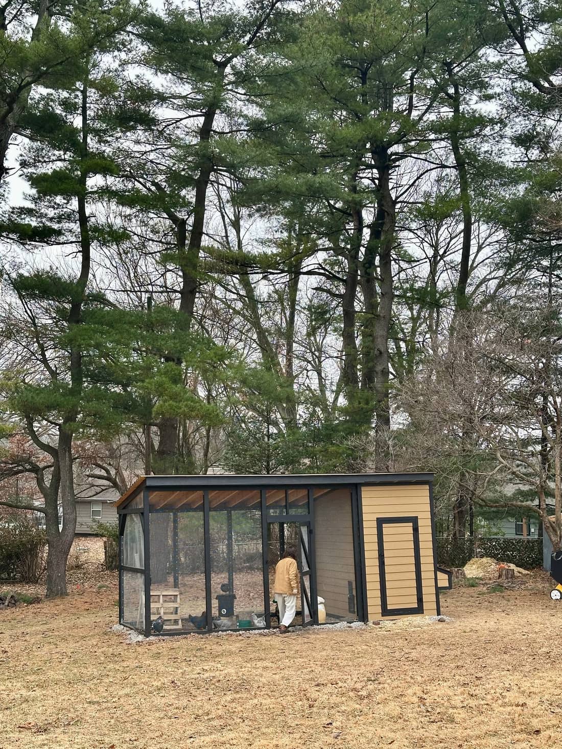 The finished coop standing among tall pines in the backyard.